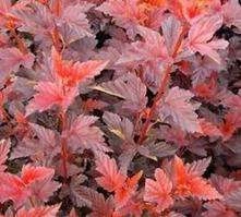 Pęcherznica kalinolistna Schuch Physocarpus opulifolius