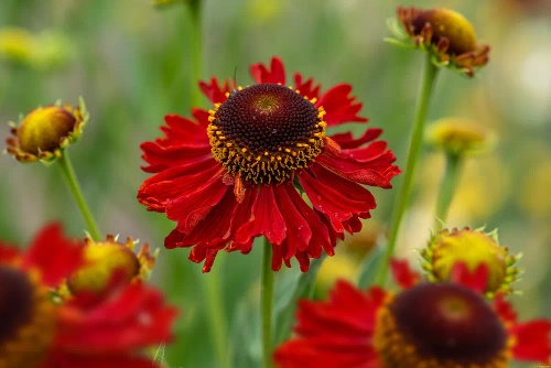 Dzielżan Moerheim Beauty Helenium hybridum
