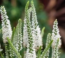 Przetacznik Lancita White Veronica hybrida