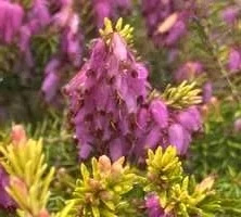 Wrzosiec wiosenny Pink Spangles Erica carnea 9