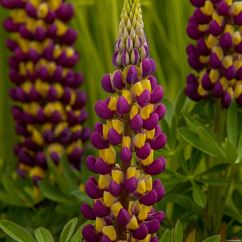 Łubin Manhattan Lights Lupinus hybrida