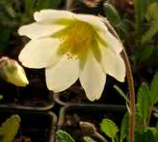 Dębik Sundermanna Dryas Suendermannii 1l