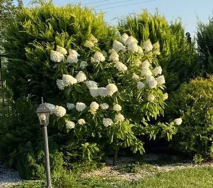 Hortensja bukietowa Vanille Fraise Hydrangea paniculata 1l