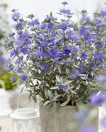 Barbula Sterling Silver Caryopteris Clandonensis 1l