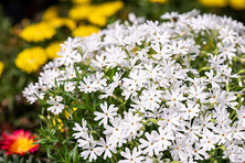 Floks szydlasty Snowflake Phlox subulata 9