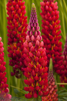 Łubin Towering Inferno Lupinus hybrida
