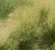 Śmiałek Darniowy Tardiflora Deschampsia Caespitosa 1l 