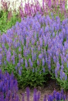 Szałwia omszona Blauhügel Salvia nemorosa