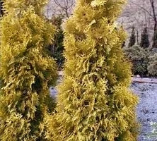 Żywotnik Zachodni Malonyana Aurea Thuja Occidentalis 