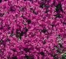 Macierzanka wczesna Red Carpet Thymus Praecox