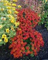 Dzielżan Jesienny Ranchera Helenium Autumnale 1l