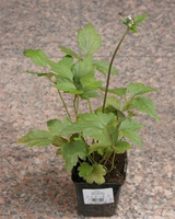 Zawilec Pretty Lady Maria Anemone Hybrida 9