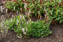 Rdest Donald Lowndes Persicaria affinis 1l