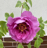 Piwonia drzewiasta Fen er qiao Paeonia suffruticosa 2l
