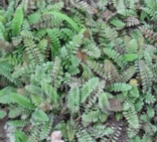 Kotula pięciornikowata Cotula potentillina
