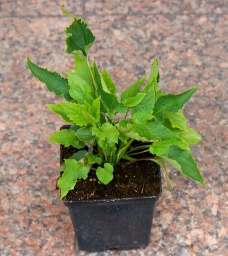 Dzwonek jednostronny Campbell Blue Campanula rapunculoides 9-1l