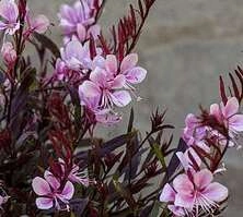 Gaura Passionate Blush Gaura lindheimeri 1l