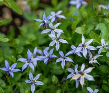 Izotoma nadwodna Dark Blue Isotoma fluviatilis