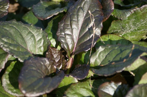 Dąbrówka rozłogowa Catlin's Giant Ajuga Reptans