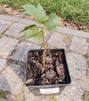 Kalina koralowa Xanthocarpum Viburnum Opulus 1l
