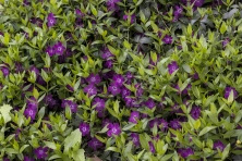 Barwinek pospolity Atropurpurea Vinca Minor