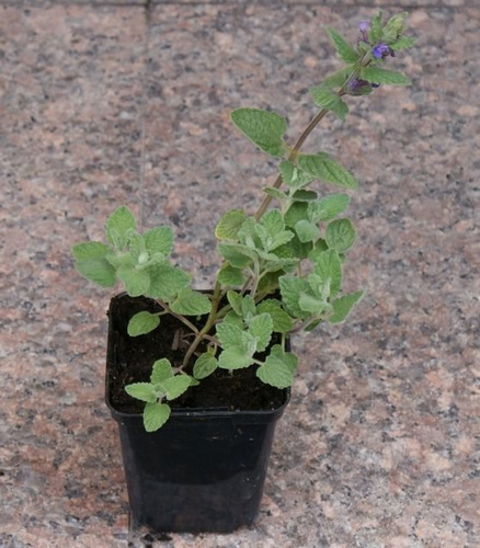 Kocimiętka Purple Haze Nepeta 9