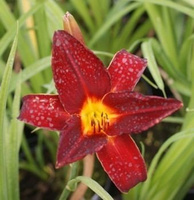 Liliowiec Hey There Hemerocallis