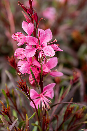 Gaura Graceful Pink Gaura lindheimeri