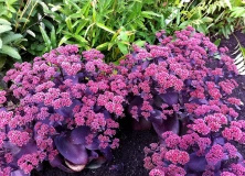 Rozchodnik wielki Oriental Dancer Sedum telephium