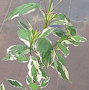 Dereń Biały Sibirica Variegata Cornus alba 1l