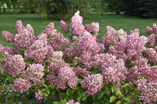 Hortensja bukietowa Sundae Fraise Hydrangea Paniculata 1l