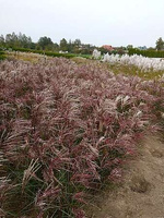 Miskant Chiński Serengeti Miscanthus Sinensis1l