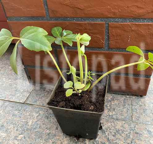 Ciemiernik biały Irene Helleborus Niger 