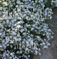 Gipsówka rozesłana Alba Gypsophila repens 9