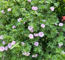 Bodziszek czerwony paskowany Geranium sanguineum var. striatum