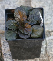 Dąbrówka rozłogowa Black Scallop Ajuga Reptans