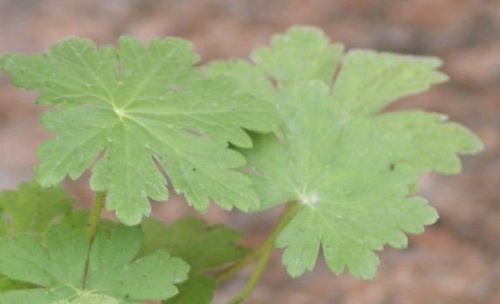 Bodziszek korzeniasty Geranium macrorrhizum 0,5- 1l