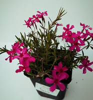 Floks szydlasty Atropurpurea Phlox subulata 9