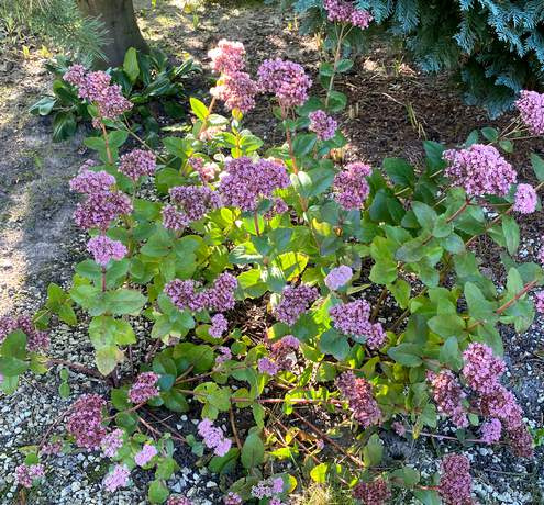 Rozchodnik wielki Matrona Sedum telephium 1l