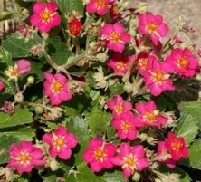 Poziomka ozdobna Pagoda Fragaria hybryda 9