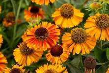 Dzielżan jesienny Short And Sassy Helenium autumnale