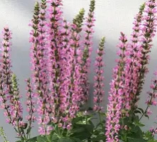 Szałwia omszona Rianne Pink Salvia nemorosa