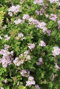 Tawuła japońska Little Princess Spiraea japonica 9-1l