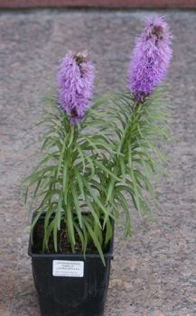 Liatra Kłosowa Kobold Liatris Spicata 1l
