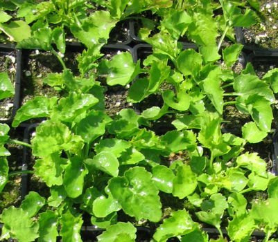 Dzwonek poszarskiego Silberregen Campanula  Poscharskyana 9