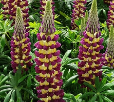Łubin Manhattan Lights Lupinus hybrida