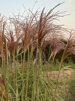 Miskant Chiński Malepartus Miscanthus Sinensis 1l