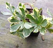 Runianka japońska Silver Edge Pachysandra Terminalis