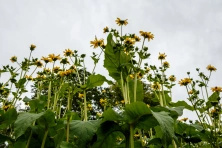 Rudbeckia Naga Herbstsonne Rudbeckia Laciniata