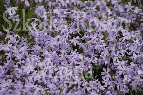 Floks Szydlasty Emerald Cushion Blue  Phlox subulata 9